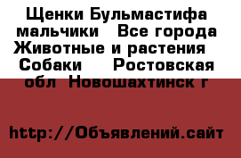 Щенки Бульмастифа мальчики - Все города Животные и растения » Собаки   . Ростовская обл.,Новошахтинск г.